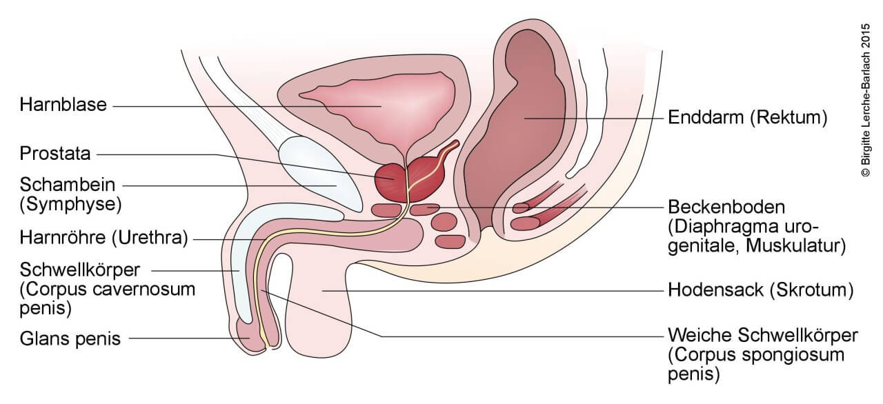 Tamsulosin Nebenwirkungen Impotenz: Lage der Prostata